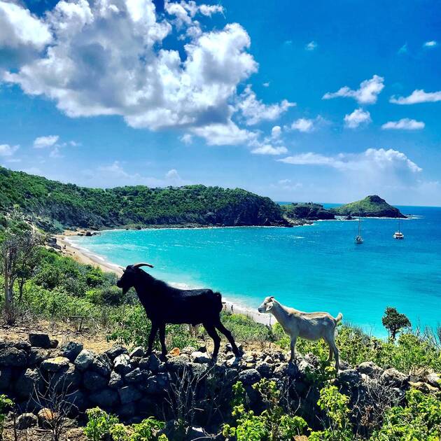 Deux cabris sur un muret de pierre dominant une anse turquoise de Saint-Barthélemy